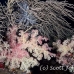coral_soft_nc_h_0189_pal1510.jpg